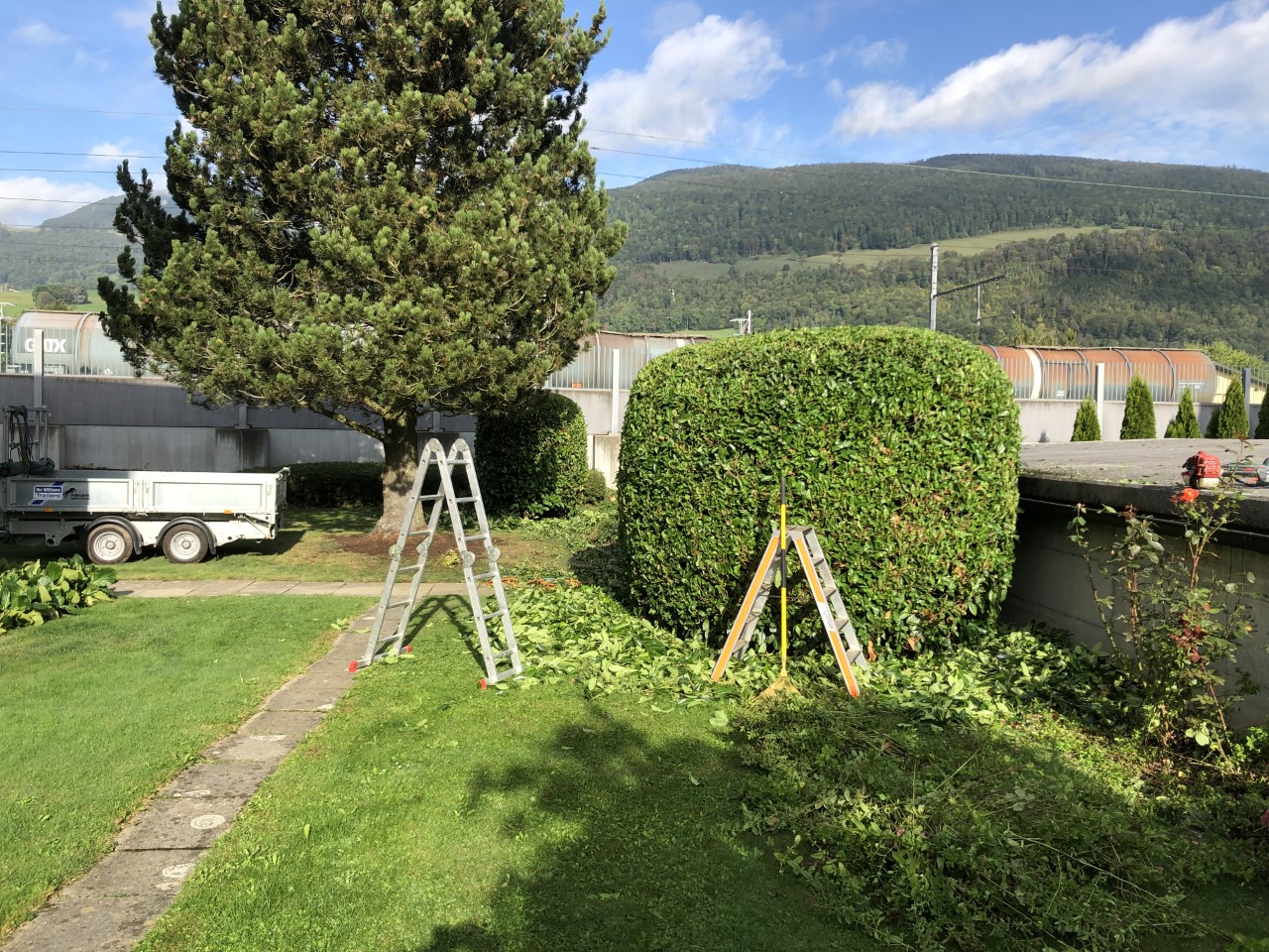 Grosse Hecke Tannenbaum Leiter Lieferwaegen